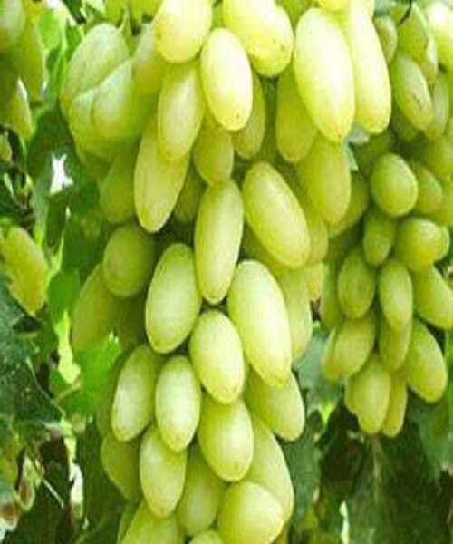 نهال انگور پیکامی