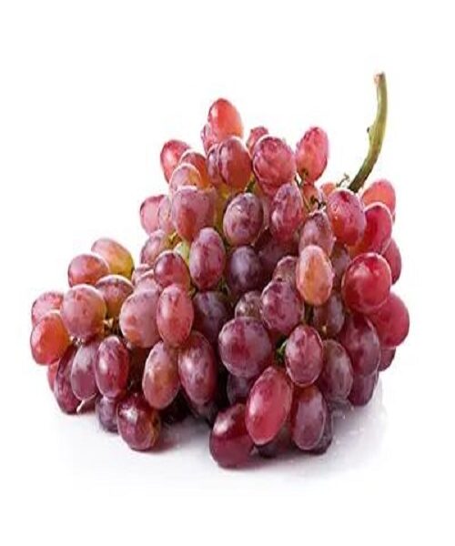 نهال انگور کندوری