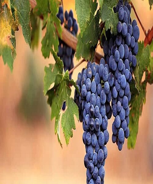 نهال انگور یاقوتی