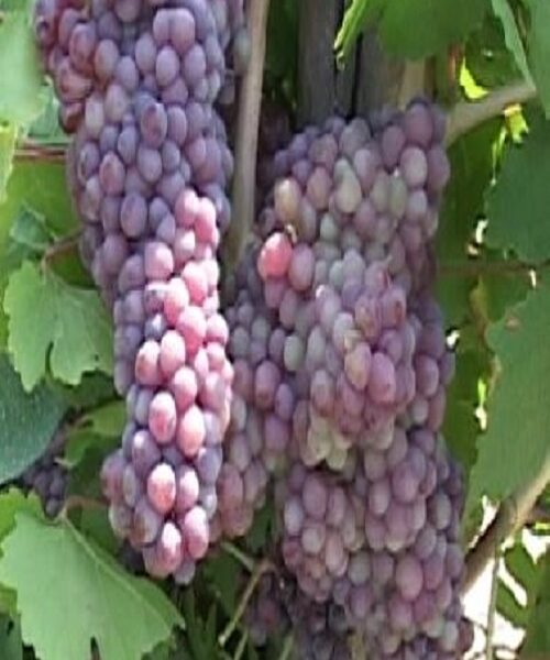 نهال انگور یاقوتی