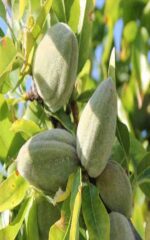 نهال بادام اسکندر