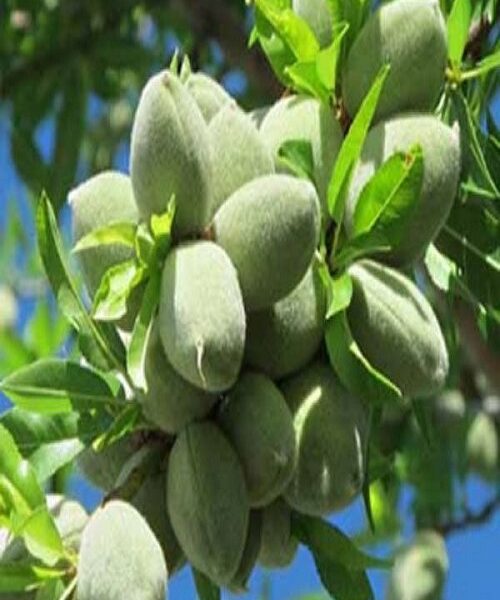 نهال بادام خوشه ای