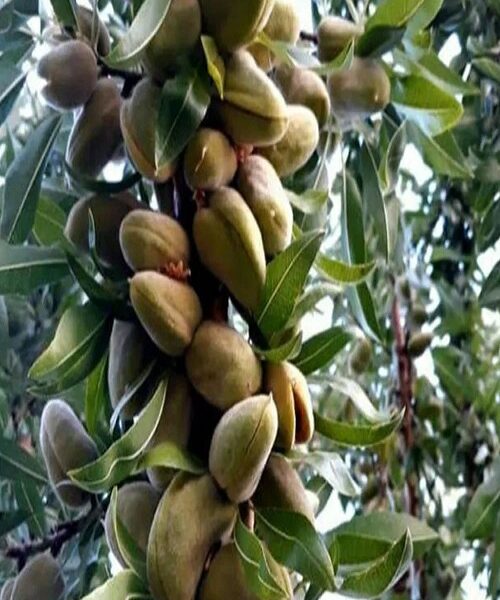 نهال بادام خوشه ای
