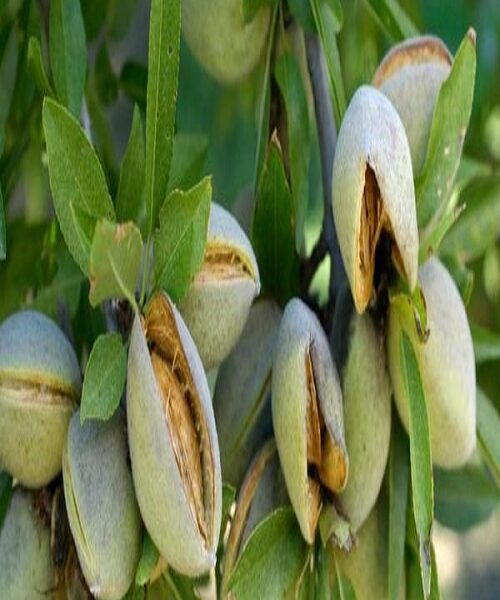 نهال بادام سفید سنگی