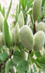 نهال بادام شاهرودی