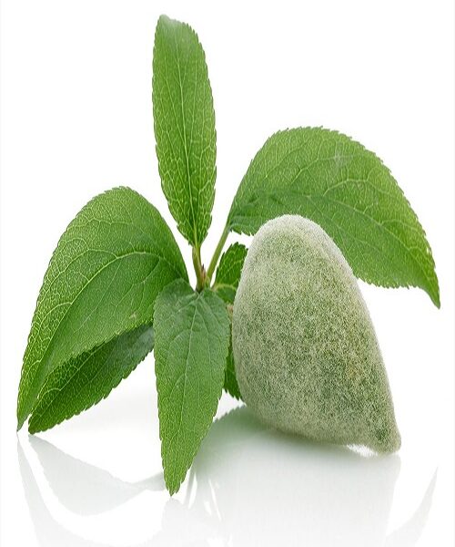 نهال بادام شمشیری