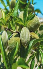 نهال بادام فرانیس کلون