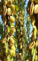 نهال بادام مامایی