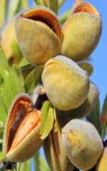نهال بادام مامایی