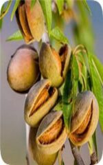 نهال بادام مامایی