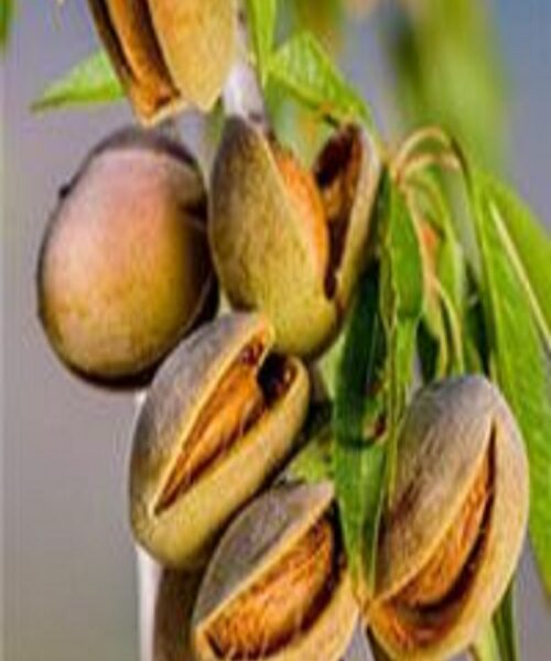 نهال بادام مامایی
