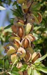 نهال بادام کلوریت کلون