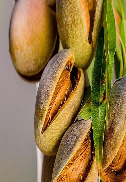 نهال بادام یلدا