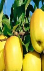 نهال سیب زرد فرانسه