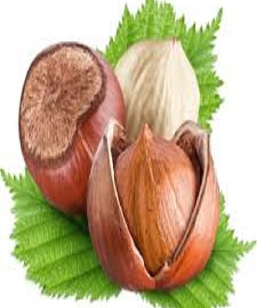 نهال فندق انیس ترکیه