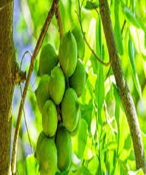 نهال فندق ماکادامیا