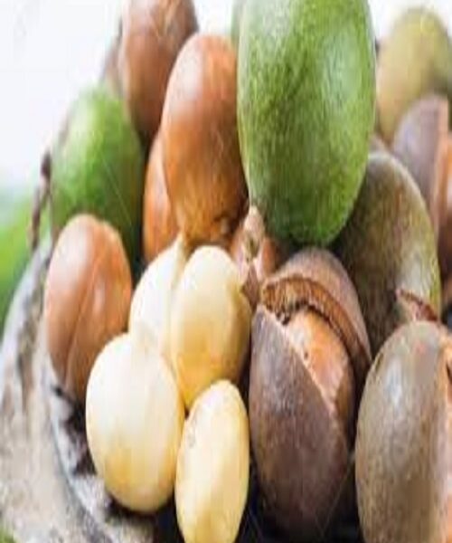 نهال فندق ماکادامیا