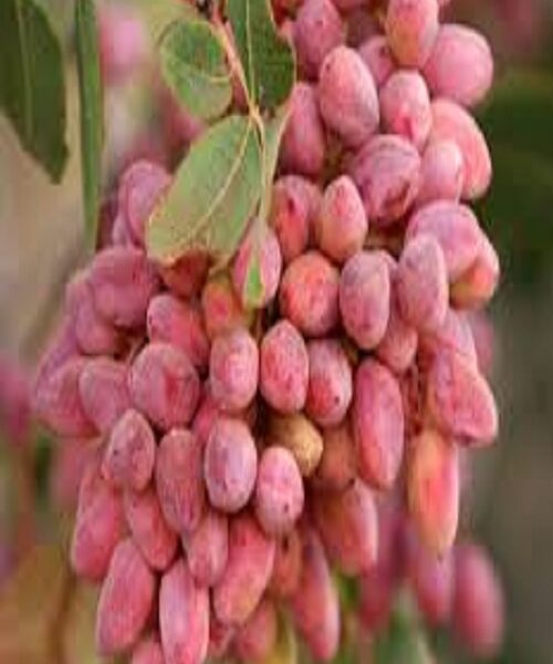 نهال پسته اوحدی