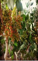 نهال پسته بادامی راوی