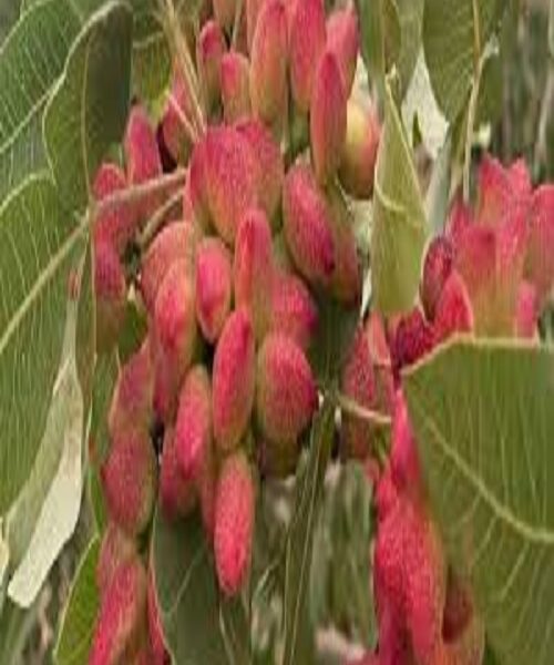 نهال پسته جندقی