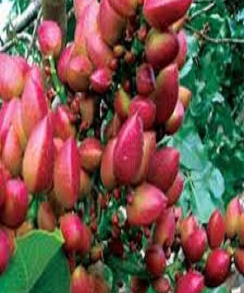 نهال پسته جندقی