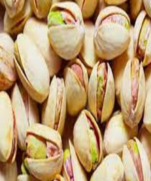 نهال پسته فندقی ریز