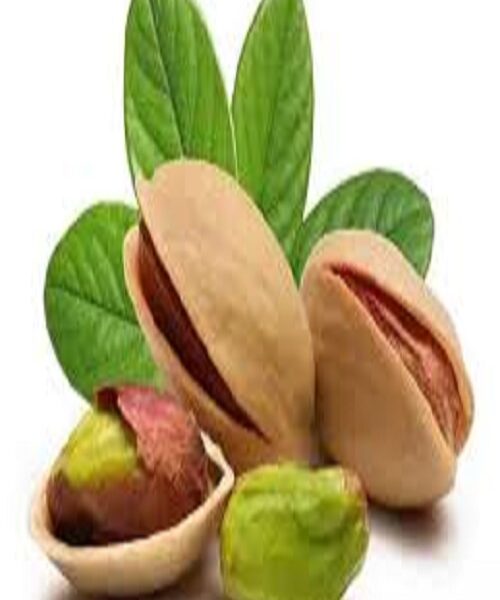 نهال پسته هراتی