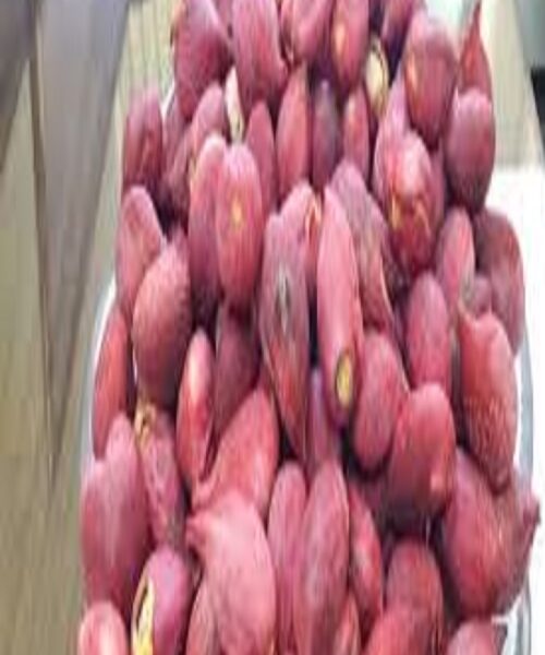 نهال پسته پوست پیازی