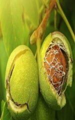 نهال گردو اسرائیلی