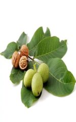 نهال گردو اسرائیلی