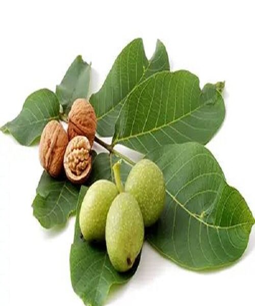 نهال گردو اسرائیلی