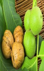 نهال گردو اسرائیلی