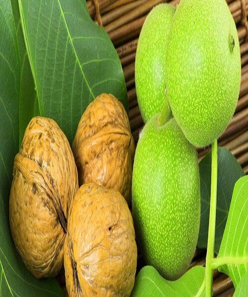 نهال گردو اسرائیلی