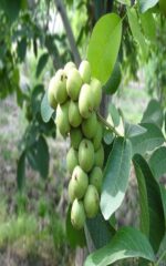 نهال گردو اسرائیلی