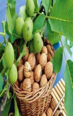 نهال گردو اسرائیلی