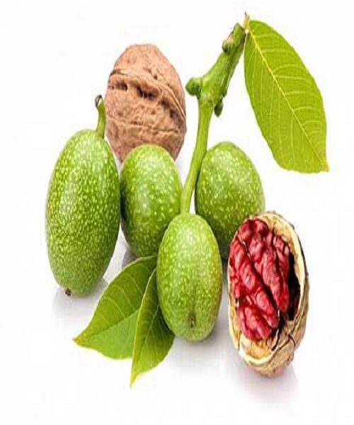 نهال گردو تو سرخ