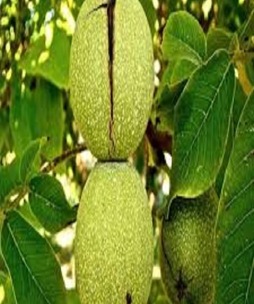 نهال گردو جمال