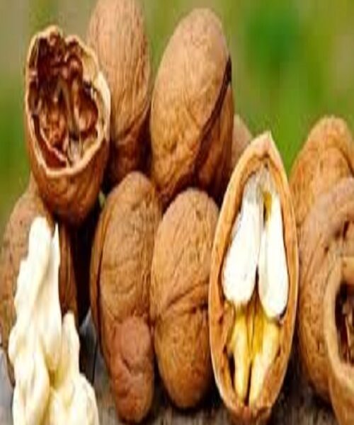 نهال گردو جمال