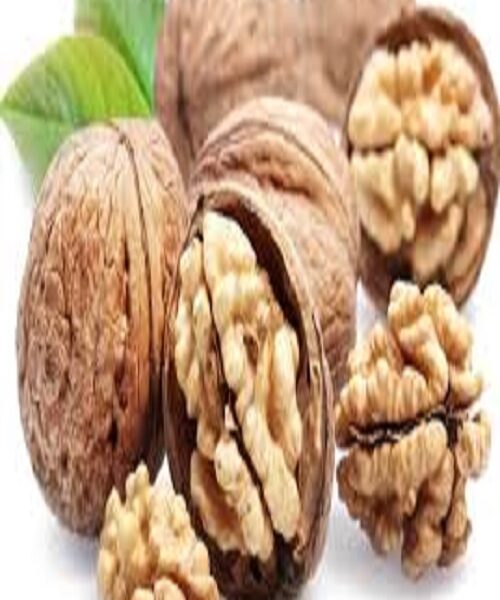 نهال گردو ممتاز پیوندی