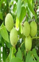 نهال گردو پدرو