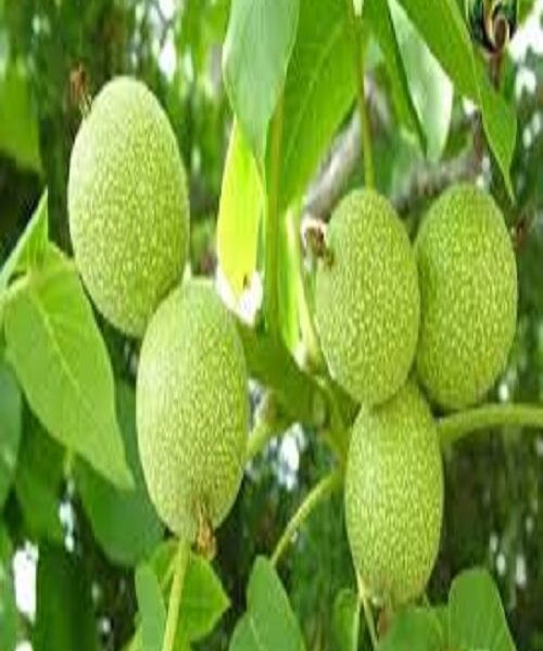نهال گردو پدرو
