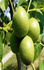 نهال گردو پدرو
