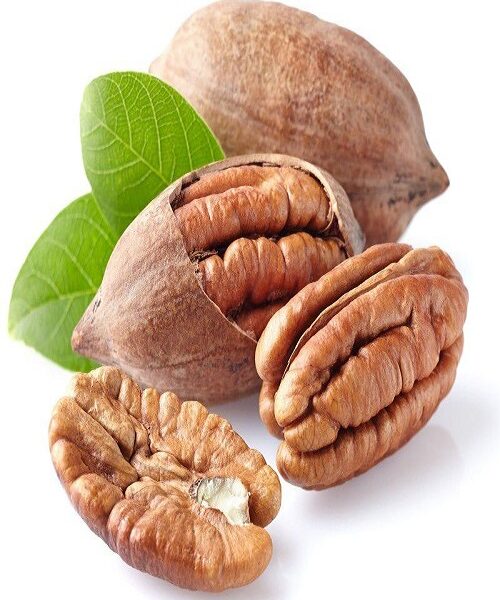 نهال گردو پکان