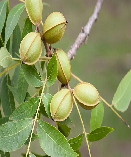 نهال گردو پکان