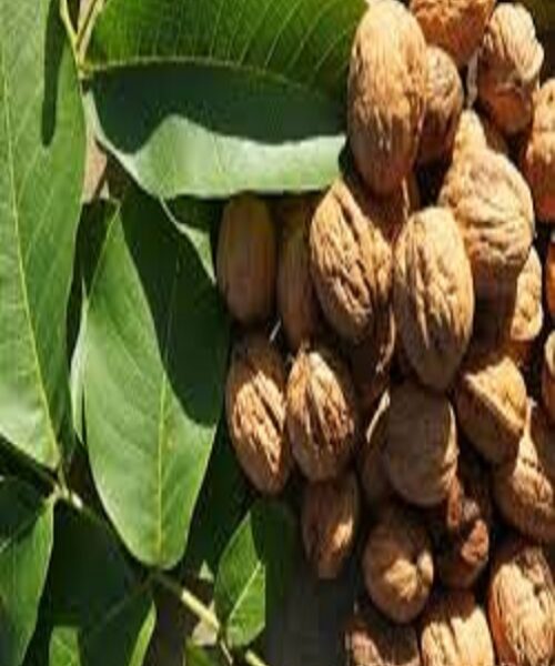 نهال گردو گرده افشان