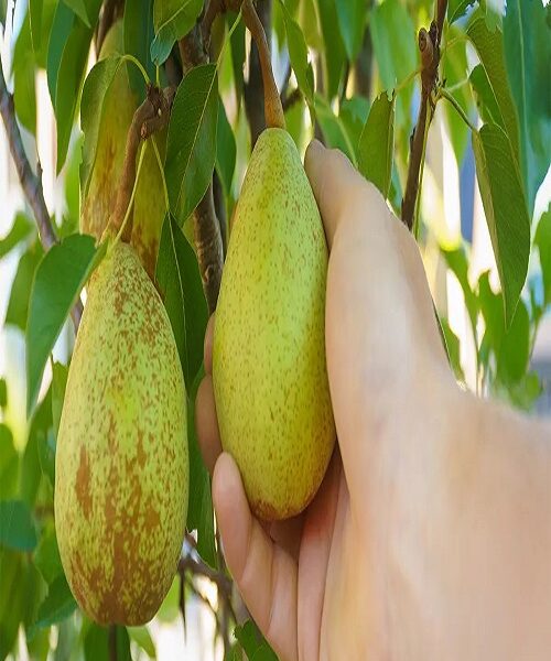 نهال گلابی جنگلی