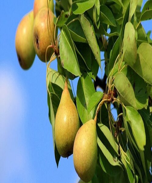 نهال گلابی جنگلی