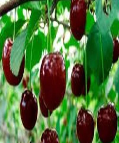 نهال گیلاس آنابلا