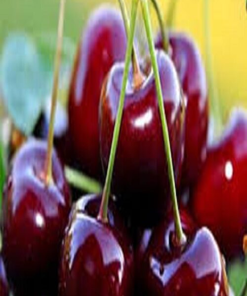 نهال گیلاس آنابلا