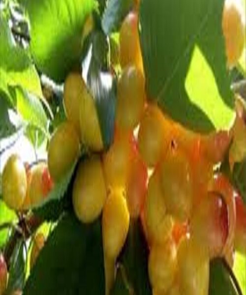 نهال گیلاس اس کی10203